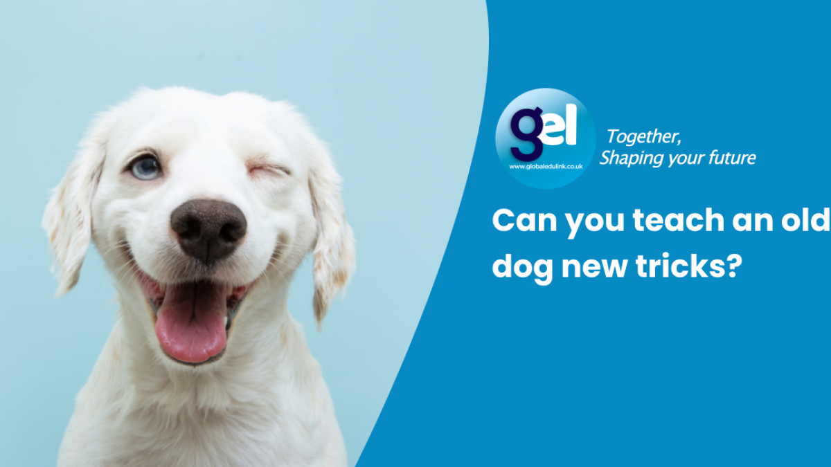At What Age Can You Teach A Dog Tricks at-what-age-can-you-teach-a-dog-tricks