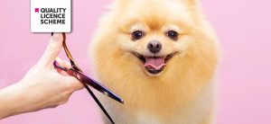 Advanced Diploma in Dog Grooming at QLS Level 3