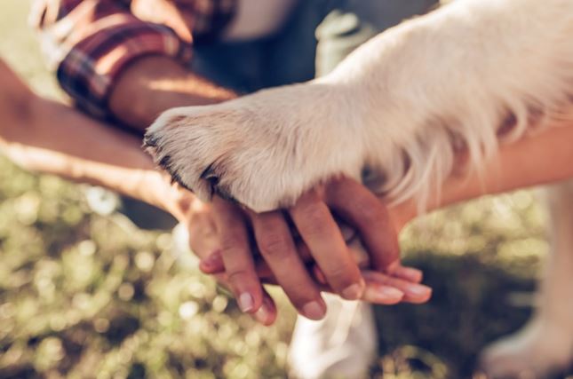 dog friendship