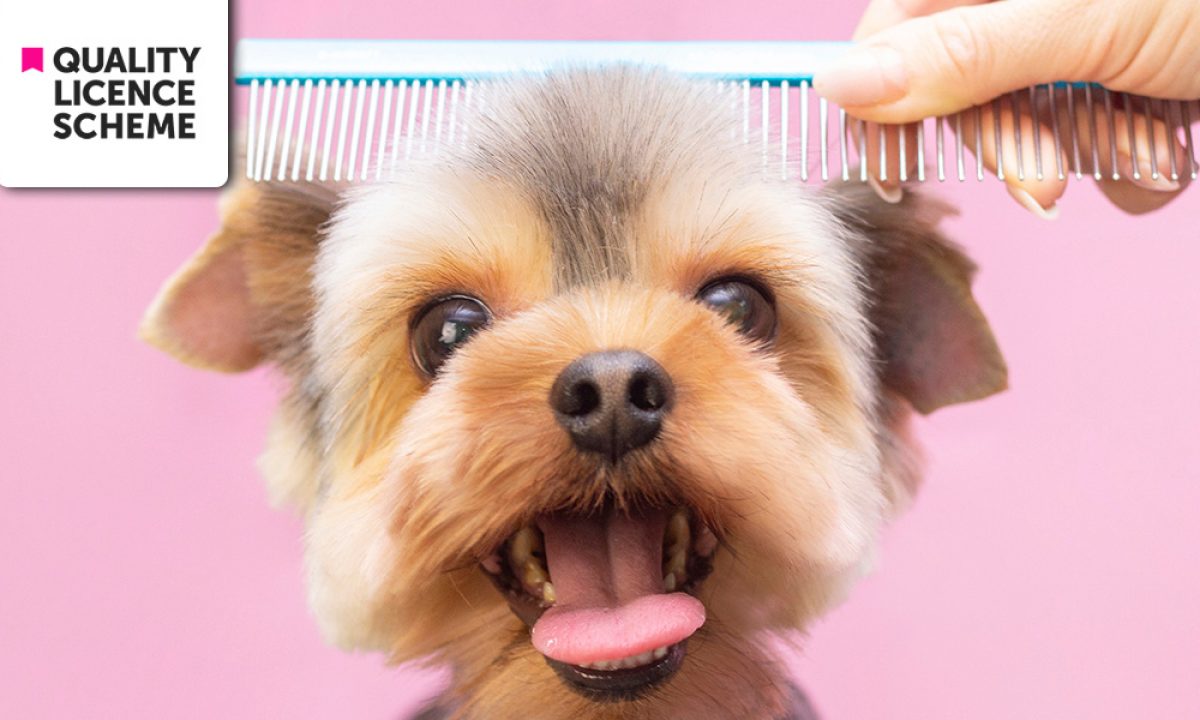 Do Dog Groomers Need A Licence
